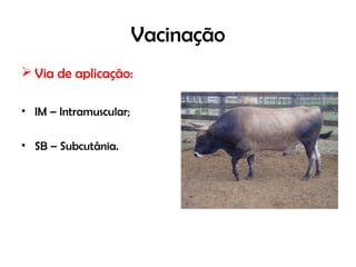 Vacinação
 Via de aplicação:
• IM – Intramuscular;
• SB – Subcutânia.
 