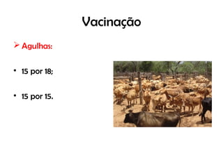 Vacinação
 Agulhas:
• 15 por 18;
• 15 por 15.
 