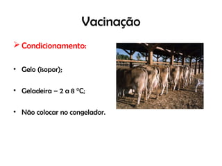 Vacinação
 Condicionamento:
• Gelo (isopor);
• Geladeira – 2 a 8 °C;
• Não colocar no congelador.
 