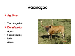 Vacinação
 Agulhas:
• Trocar agulhas.
 Desinfecção:
• Água;
• Sabão líquido;
• Iodo;
• Água.
 