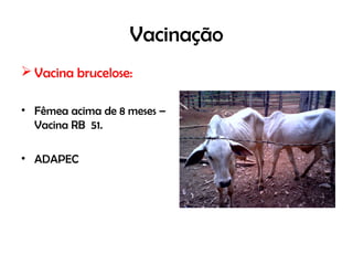 Vacinação
 Vacina brucelose:
• Fêmea acima de 8 meses –
Vacina RB 51.
• ADAPEC
 