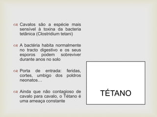  Cavalos são a espécie mais
sensível à toxina da bacteria
tetânica (Clostridium tetani)
 A bactéria habita normalmente
no tracto digestivo e os seus
esporos podem sobreviver
durante anos no solo
 Porta de entrada: feridas,
cortes, umbigo dos poldros
neonatos…
 Ainda que não contagioso de
cavalo para cavalo, o Tétano é
uma ameaça constante
TÉTANO
 