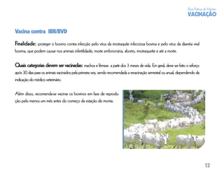 Boas Práticas de Manejo
                                                                                                                   VACINAÇÃO

Vacina contra IBR/BVD

Finalidade: proteger o bovino contra infecção pelo vírus da rinotraquíte infecciosa bovina e pelo vírus da diarréia viral
bovina, que podem causar nos animais infertilidade, morte embrionária, aborto, rinotraqueíte e até a morte.

Quais categorias devem ser vacinadas: machos e fêmeas a partir dos 3 meses de vida. Em geral, deve ser feito o reforço
após 30 dias para os animais vacinados pela primeira vez, sendo recomendada a revacinação semestral ou anual, dependendo da
indicação do médico veterinário.

Além disso, recomenda-se vacinar os bovinos em fase de reprodu-
ção pelo menos um mês antes do começo da estação de monta.




                                                                                                                                13
 