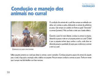 Boas Práticas de Manejo
                                                                                                                        VACINAÇÃO
     Condução e manejo dos
     animais no curral
                                                                   A condução dos animais até o curral deve sempre ser realizada com
                                                                   calma, sem correrias ou gritos, deslocando os animais de preferência
                                                                   ao passo. Use sempre um cavaleiro em frente ao gado “chamando”
                                                                   os animais (ponteiro). Não use ferrão e evite usar o bastão elétrico.

                                                                   Quando o pasto for muito distante, conduza os animais na véspera,
                                                                   deixando-os passar a noite em um piquete próximo ao curral. O ideal
                                                                   é que os piquetes tenham água, sombra e cocho, onde deve ser
                                                                   oferecida pequena quantidade de ração para condicionar os animais
                                                                   a virem ao curral.
       CONDUÇÃO DO GADO COM PONTEIRO


     Utilize piquetes próximos ao curral para deixar os animais a serem vacinados. Conduza pequenos grupos de animais do piquete
     para o curral, e logo após a vacinação volte a soltá-los nos piquetes. Procure sempre conduzir os animais ao passo. Tenha em mente
     que é sempre mais fácil trabalhar com lotes menores.




20
 