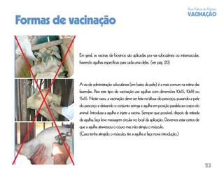 Boas Práticas de Manejo
                                                                                        VACINAÇÃO
Formas de vacinação

            Em geral, as vacinas de bovinos são aplicadas por via subcutânea ou intramuscular,
            havendo agulhas especíﬁcas para cada uma delas. (ver pág. 20)



            A via de administração subcutânea (em baixo da pele) é a mais comum na rotina das
            fazendas. Para este tipo de vacinação use agulhas com dimensões 10x15, 10x18 ou
            15x15. Neste caso, a vacinação deve ser feita na tábua do pescoço, puxando a pele
            do pescoço e deixando o conjunto seringa e agulha em posição paralela ao corpo do
            animal. Introduza a agulha e injete a vacina. Sempre que possível, depois da retirada
            da agulha, faça leve massagem circular no local da aplicação. Devemos estar certos de
            que a agulha atravessou o couro mas não atingiu o músculo.
            (Caso tenha atingido o músculo, tire a agulha e faça nova introdução.)




                                                                                                     23
 