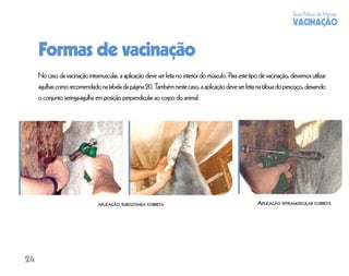 Boas Práticas de Manejo
                                                                                                                         VACINAÇÃO


     Formas de vacinação
     No caso da vacinação intramuscular, a aplicação deve ser feita no interior do músculo. Para este tipo de vacinação, devemos utilizar
     agulhas como recomendado na tabela da página 20. Também neste caso, a aplicação deve ser feita na tábua do pescoço, deixando
     o conjunto seringa-agulha em posição perpendicular ao corpo do animal.




                                APLICAÇÃO SUBCUTÂNEA CORRETA                                             APLICAÇÃO INTRAMUSCULAR CORRETA




24
 