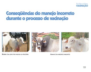 Boas Práticas de Manejo
                                                                                 VACINAÇÃO


      Conseqüências do manejo incorreto
      durante o processo de vacinação




BEZERRO COM LESÃO POR PANCADA DA PESCOCEIRA   ANIMAIS COM ABSCESSOS PURULENTOS




                                                                                              25
 