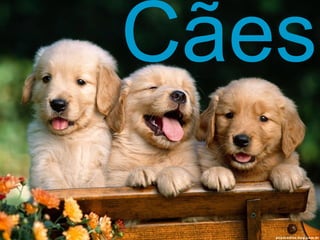 Cães 