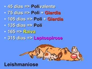45 dias =>  Poli valente  75 dias =>  Poli  +  Giardia 105 dias =>  Poli  +  Giardia 135 dias =>  Poli 165 =>  Raiva 315 dias =>  Leptospirose Leishmaniose 