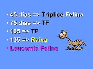 45 dias =>  Tríplice  Felina 75 dias =>  TF 105 =>  TF 135 =>  Raiva Leucemia Felina 