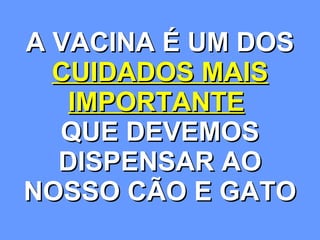 A VACINA É UM DOS  CUIDADOS MAIS IMPORTANTE   QUE DEVEMOS DISPENSAR AO NOSSO CÃO E GATO 