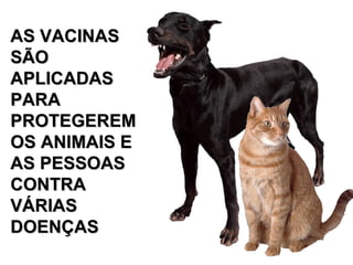 AS VACINAS SÃO APLICADAS PARA PROTEGEREM OS ANIMAIS E AS PESSOAS CONTRA VÁRIAS DOENÇAS 
