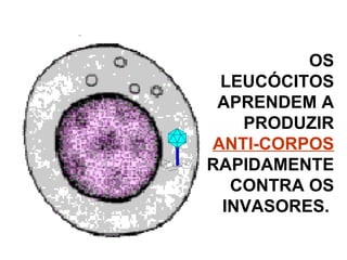 OS LEUCÓCITOS APRENDEM A PRODUZIR  ANTI-CORPOS  RAPIDAMENTE CONTRA OS INVASORES.  