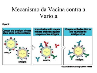 Mecanismo da Vacina contra a Varíola 