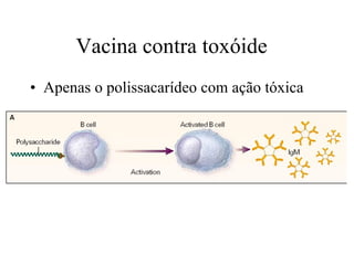 Vacina contra toxóide  Apenas o polissacarídeo com ação tóxica 
