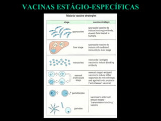 VACINAS ESTÁGIO-ESPECÍFICAS 