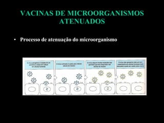 VACINAS DE MICROORGANISMOS ATENUADOS Processo de atenuação do microorganismo 