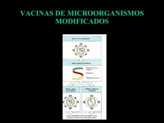 VACINAS DE MICROORGANISMOS MODIFICADOS 