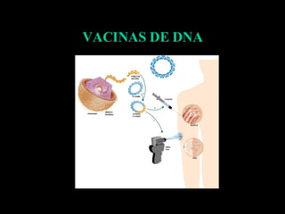 VACINAS DE DNA 