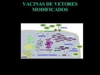 VACINAS DE VETORES MODIFICADOS 