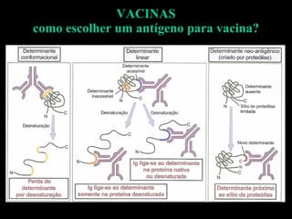 VACINAS como escolher um antígeno para vacina? 