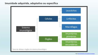 Imunidade adquirida, adaptativa ou específica
https://www.todamateria.com.br/sistema-imunologico/
 