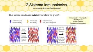 2.Sistema inmunolóxico.
Inmunidade de grupo (continuación)
Que sucede cando non existe inmunidade de grupo?
Immunized = Inmunizado
Healthy = Sa
Sick = Enfermo
Contagius = Contaxioso.
 