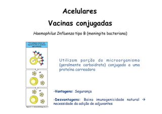 Vacinas conjugadas
Haemophilus Influenza tipo B (meningite bacteriana)
Utilizam porção do microorganismo
(geralmente carboidrato) conjugado a uma
proteína carreadora
Acelulares
- Vantagens: Segurança
- Desvantagens: Baixa imunogenicidade natural à
necessidade da adição de adjuvantes
 