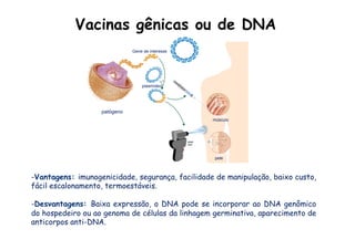 patógeno
Gene de interesse
plasmídeo
músculo
pele
Vacinas gênicas ou de DNA
- Vantagens: imunogenicidade, segurança, facilidade de manipulação, baixo custo,
fácil escalonamento, termoestáveis.
- Desvantagens: Baixa expressão, o DNA pode se incorporar ao DNA genômico
do hospedeiro ou ao genoma de células da linhagem germinativa, aparecimento de
anticorpos anti-DNA.
 