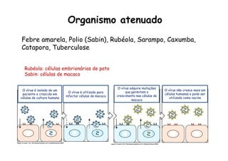 O vírus adquire mutações
que permitem o
crescimento nas células de
macaco
O vírus não cresce mais em
células humanas e pode ser
utilizado como vacina
Organismo atenuado
Febre amarela, Polio (Sabin), Rubéola, Sarampo, Caxumba,
Catapora, Tuberculose
O vírus é isolado de um
paciente e crescido em
células de cultura humana
O vírus é utilizado para
infectar células de macaco
Rubéola: células embrionárias de pato
Sabin: células de macaco
 