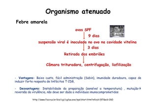 Febre amarela
ovos SPF
9 dias
suspensão viral é inoculada no ovo na cavidade vitelina
3 dias
Retirada dos embriões
Câmara trituradora, centrifugação, liofilização
-  Vantagens: Baixo custo, fácil administração (Sabin), imunidade duradoura, capaz de
induzir forte resposta de linfócitos T CD8,
-  Desvantagens: Instabilidade da preparação (sensível a temperatura) , mutaçãoà
reversão da virulência, não deve ser dada a indívíduos imunocomprometidos
http://www.fiocruz.br/bio/cgi/cgilua.exe/sys/start.htm?infoid=197&sid=260
Organismo atenuado
 