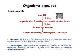 Febre amarela
ovos SPF
9 dias
suspensão viral é inoculada na cavidade vitelina do ovo
3 dias
Retirada dos embriões
Câmara trituradora, centrifugação, liofilização
-  Vantagens: Baixo custo, fácil administração (Sabin), imunidade duradoura,
capaz de induzir forte resposta de linfócitos T CD8.
-  Desvantagens: Instabilidade da preparação (sensível a temperatura),
mutaçãoà reversão da virulência, não deve ser dada a indivíduos
imunocomprometidos.
Organismo atenuado
 