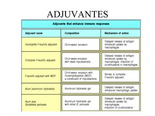 ADJUVANTES 