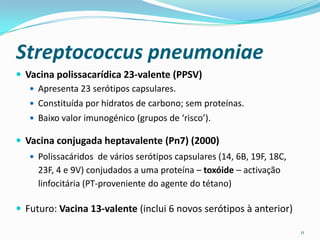Streptococcus pneumoniae
 Vacina polissacarídica 23-valente (PPSV)
    Apresenta 23 serótipos capsulares.
    Constituída por hidratos de carbono; sem proteínas.
    Baixo valor imunogénico (grupos de ‘risco’).

 Vacina conjugada heptavalente (Pn7) (2000)
    Polissacáridos de vários serótipos capsulares (14, 6B, 19F, 18C,
     23F, 4 e 9V) conjudados a uma proteína – toxóide – activação
     linfocitária (PT-proveniente do agente do tétano)

 Futuro: Vacina 13-valente (inclui 6 novos serótipos à anterior)

                                                                        11
 