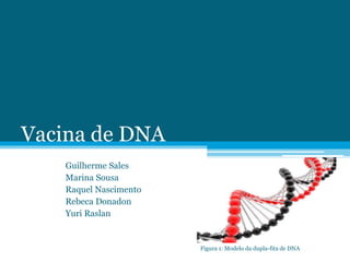 Vacina de DNA
Guilherme Sales
Marina Sousa
Raquel Nascimento
Rebeca Donadon
Yuri Raslan
Figura 1: Modelo da dupla-fita de DNA
 