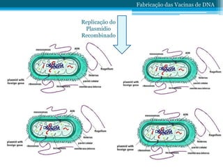 Fabricação das Vacinas de DNA
Replicação do
Plasmídio
Recombinado
 