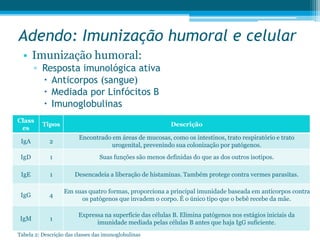 Adendo: Imunização humoral e celular
• Imunização humoral:
▫ Resposta imunológica ativa
 Anticorpos (sangue)
 Mediada por Linfócitos B
 Imunoglobulinas
Class
es
Tipos Descrição
IgA 2
Encontrado em áreas de mucosas, como os intestinos, trato respiratório e trato
urogenital, prevenindo sua colonização por patógenos.
IgD 1 Suas funções são menos definidas do que as dos outros isotipos.
IgE 1 Desencadeia a liberação de histaminas. Também protege contra vermes parasitas.
IgG 4
Em suas quatro formas, proporciona a principal imunidade baseada em anticorpos contra
os patógenos que invadem o corpo. É o único tipo que o bebê recebe da mãe.
IgM 1
Expressa na superfície das células B. Elimina patógenos nos estágios iniciais da
imunidade mediada pelas células B antes que haja IgG suficiente.
Tabela 2: Descrição das classes das imunoglobulinas
 
