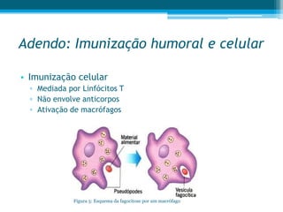 Adendo: Imunização humoral e celular
• Imunização celular
▫ Mediada por Linfócitos T
▫ Não envolve anticorpos
▫ Ativação de macrófagos
Figura 5: Esquema da fagocitose por um macrófago
 