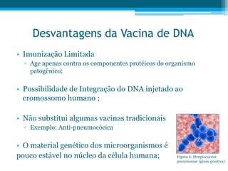 Desvantagens da Vacina de DNA
• Imunização Limitada
▫ Age apenas contra os componentes protéicos do organismo
patogênico;
• Possibilidade de Integração do DNA injetado ao
cromossomo humano ;
• Não substitui algumas vacinas tradicionais
▫ Exemplo: Anti-pneumocócica
• O material genético dos microorganismos é
pouco estável no núcleo da célula humana; Figura 6: Streptococcus
pneumoniae (gram-positiva)
 