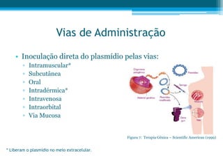 Vias de Administração
• Inoculação direta do plasmídio pelas vias:
▫ Intramuscular*
▫ Subcutânea
▫ Oral
▫ Intradérmica*
▫ Intravenosa
▫ Intraorbital
▫ Via Mucosa
* Liberam o plasmídio no meio extracelular.
Figura 7: Terapia Gênica – Scientific American (1999)
 