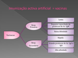 Lenta

              Resp.        Pequena capacidade de
             Primária       producao de Ac: IgM

                               Baixa Afinidade
Vacinacao
                                   Rápida

               Resp.     Grande producao de Ac: IgG e
            Secundária              IgA

                                Alta afinidade
 