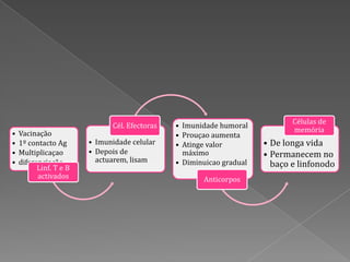 Células de
                              Cél. Efectoras   • Imunidade humoral
•   Vacinação                                                                memória
                                               • Prouçao aumenta
•   1º contacto Ag      • Imunidade celular    • Atinge valor         • De longa vida
•   Multiplicaçao       • Depois de              máximo               • Permanecem no
•   diferenciação         actuarem, lisam      • Diminuicao gradual
          Linf. T e B                                                   baço e linfonodo
          activados                                   Anticorpos
 