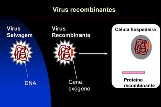 DNA
Vírus
Selvagem
Gene
exógeno
Célula hospedeira
Proteína
recombinante
Vírus
Recombinante
Vírus recombinantes
 