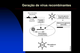 Geração de vírus recombinantes
 