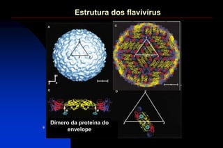 Estrutura dos flavivírus
Dímero da proteína do
envelope
 