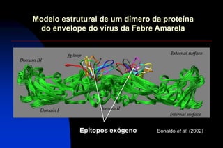 Modelo estrutural de um dímero da proteína
do envelope do vírus da Febre Amarela
Bonaldo et al. (2002)Epítopos exógeno
 