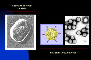 Estrutura do vírus
vaccinia
Estrutura do Adenovírus
 