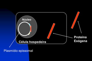 Núcleo
Proteína
ExógenaCélula hospedeira
Plasmídio epissomal
 