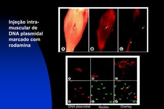 Injeção intra-
muscular de
DNA plasmidal
marcado com
rodamina
DNA plasmidial Núcleo Overlay
 