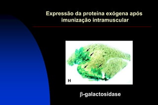 Expressão da proteína exógena após
imunização intramuscular
b-galactosidase
 